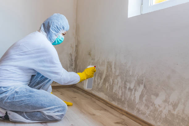 Licensed Basement Mold Remediation service in Palestine, TX - 24 Hour Mold Removal