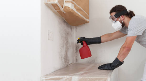Professional Basement Mold Remediation technician working in Palestine, TX