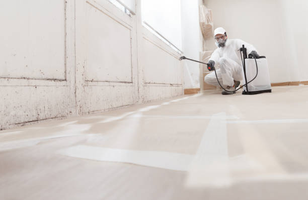 24/7 Emergency Basement Mold Remediation experts in Palestine, TX
