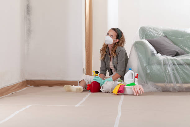 Reliable Basement Mold Remediation contractor in Palestine, TX by 24 Hour Mold Removal