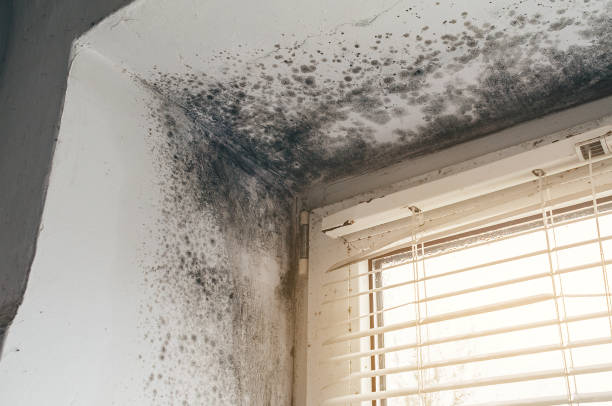 Affordable Basement Mold Remediation solutions in Palestine, TX