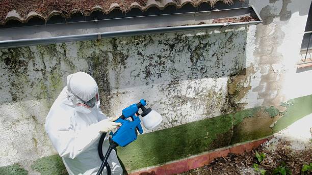 Top rated local Basement Mold Remediation specialists in Palestine, TX